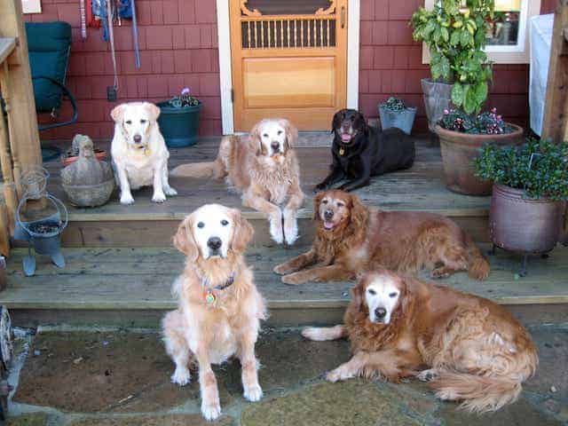 dogs (31)